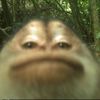 nugthecreator