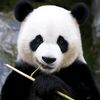thatpanda48
