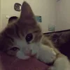 eudyogao