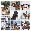 chelsea_equine