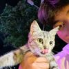 meowmeow_