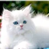 rayfaisal0