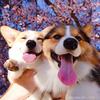 Corgis Lychee&Mochee