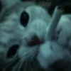 azadtor_1