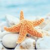 sea.starz