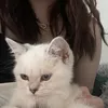 shellyshoto