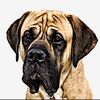 mowgli_the_mastiff
