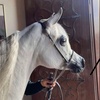 ايمن , العمران 🐎