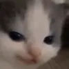 raankaaa