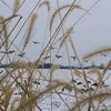 watrfwl