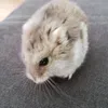 nikt.k0