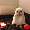 davetherequez