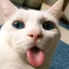 okluon_