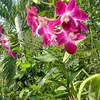 phuog.thanh.thanh