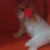 thefunfamilyharoo