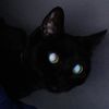harvey_danger_noodle