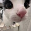 sillykitty48