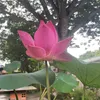 phamthithanh75