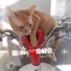 猫LOVE🐱愛好会