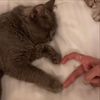 meeso_1234