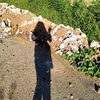 bridgesimp2