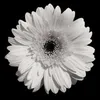 lmhamad2