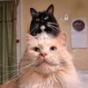 catispfp