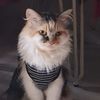 yulinda796