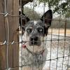 haziethecattledog