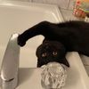 shadow_le_chat