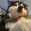 casseldog97