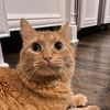 pusheenkitten