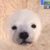 zirainchu