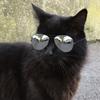 randomcatwithsunglasses