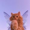 sprinkle.cat