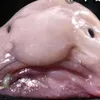 blobfisch.exe