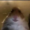 hamstergang7480