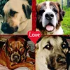 gabydogslovergermanynrw4