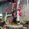 Kệ Art