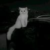 noorsheikh.07