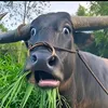 minhkhoi_62
