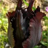 il.tulipano.nero81