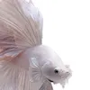 _____ooo_