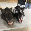 bowhunterjc