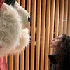 aurora_civetta25