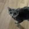 siisjade