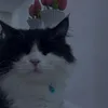 miuaaan