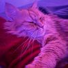 hunterredcat