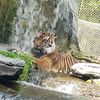 zoolife91