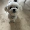 tizzyvr